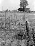 361064 Afbeelding van een boer op een kweekveld met bonenstaken op een onbekende locatie